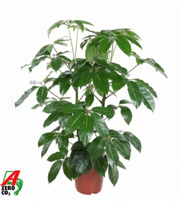 Schefflera