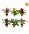 Guzmania