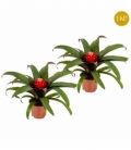 Guzmania