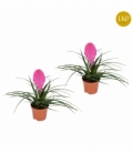 Tillandsia