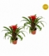Guzmania