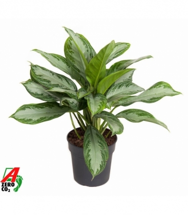 Aglaonema