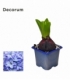 Hyacinthus