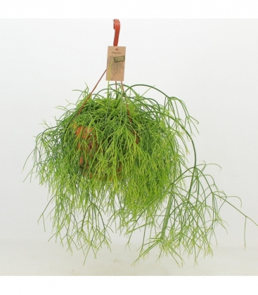 Rhipsalis