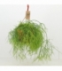 Rhipsalis