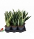 Sansevieria