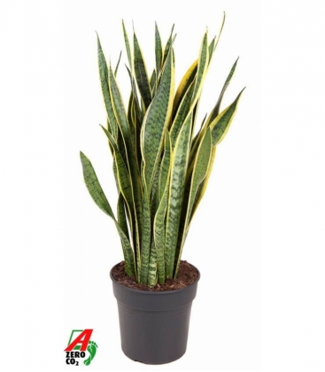 Sansevieria