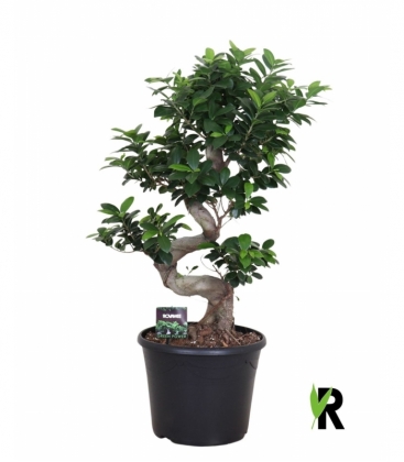 Ficus