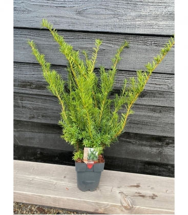 Taxus