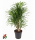 Dracaena