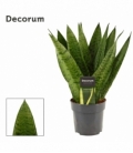 Sansevieria