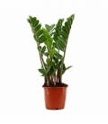 Zamioculcas