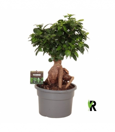 Ficus