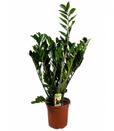 Zamioculcas