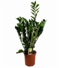 Zamioculcas