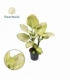 Dieffenbachia