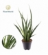 Sansevieria