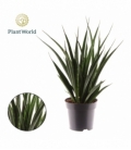 Sansevieria