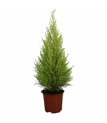 Cupressus