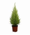 Cupressus