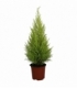 Cupressus