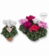 Cyclamen