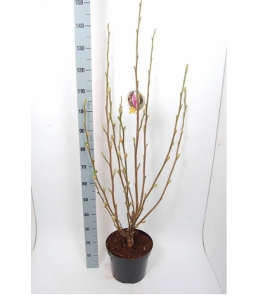 Magnolia