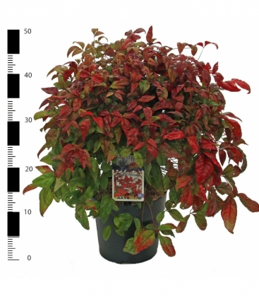 Nandina