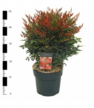 Nandina