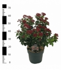 Viburnum