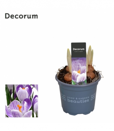 Crocus