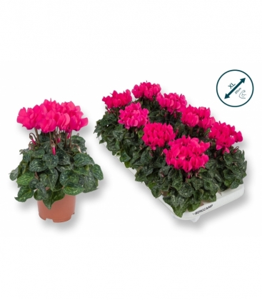 Cyclamen