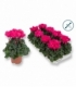 Cyclamen