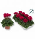 Cyclamen