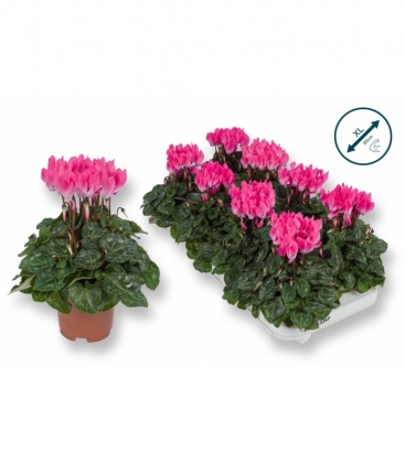 Cyclamen