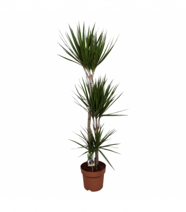Dracaena