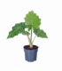 Alocasia