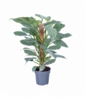 Philodendron