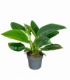 Philodendron