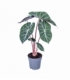 Alocasia