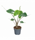 Alocasia
