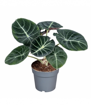 Alocasia