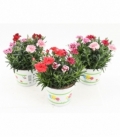 Dianthus