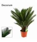 Cycas