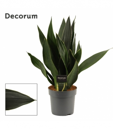 Sansevieria