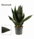 Sansevieria