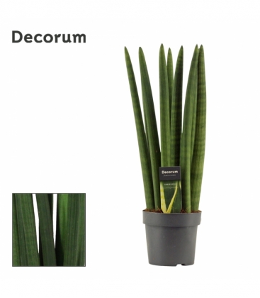 Sansevieria