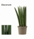Sansevieria