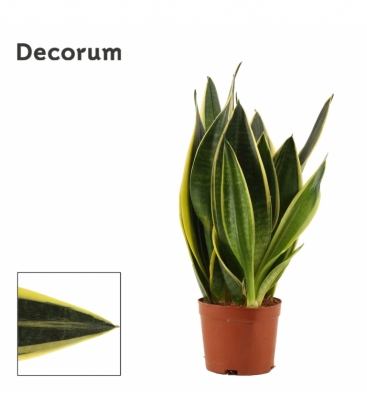 Sansevieria