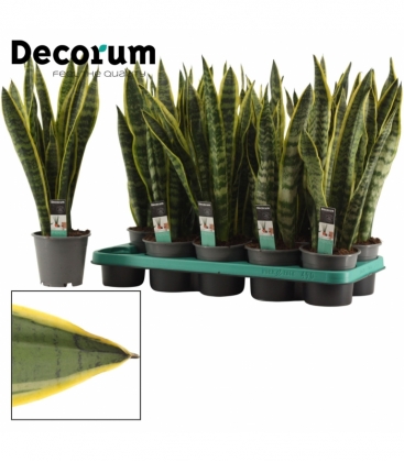 Sansevieria